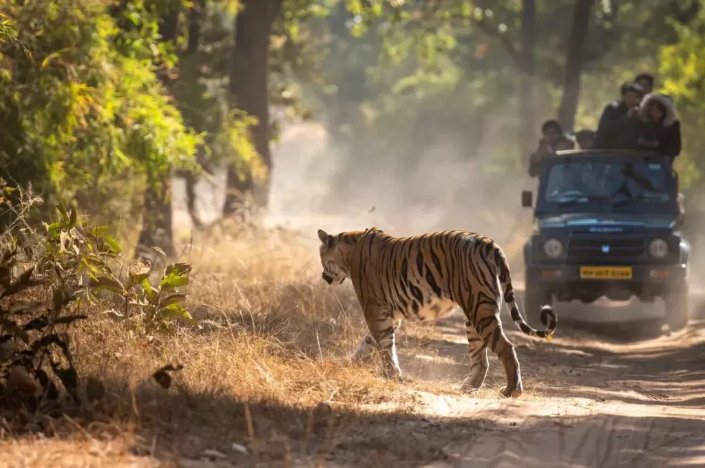 Bandhavgarh Safari Booking Guide: Tala, Magadhi, Khitauli and the Buffer Zones