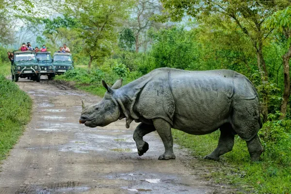 Kaziranga Safari Booking Guide: Kohora, Bagori, Agoratoli and Burapahar Ranges Explained