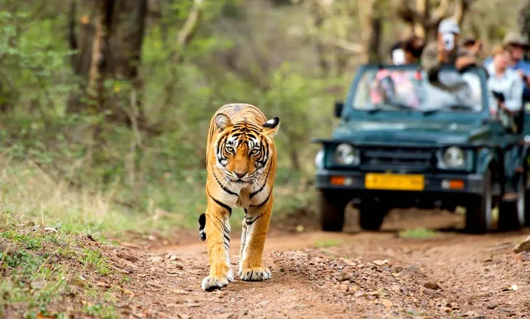 Ranthambore Safari Booking Guide: Zones 1–10, Jeep vs Canter and How Allocation Works