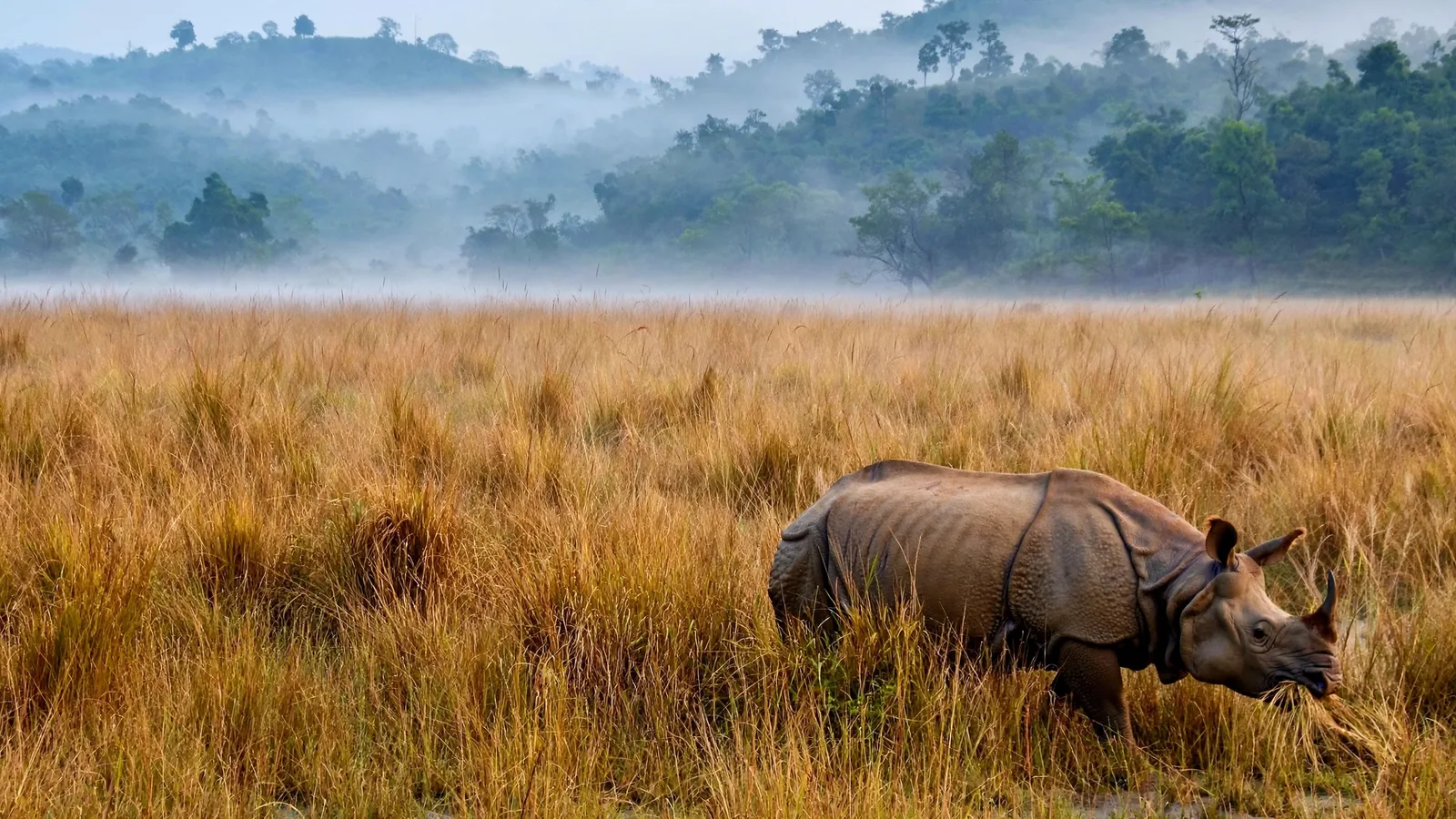 Glimpses of Assam Tour Package