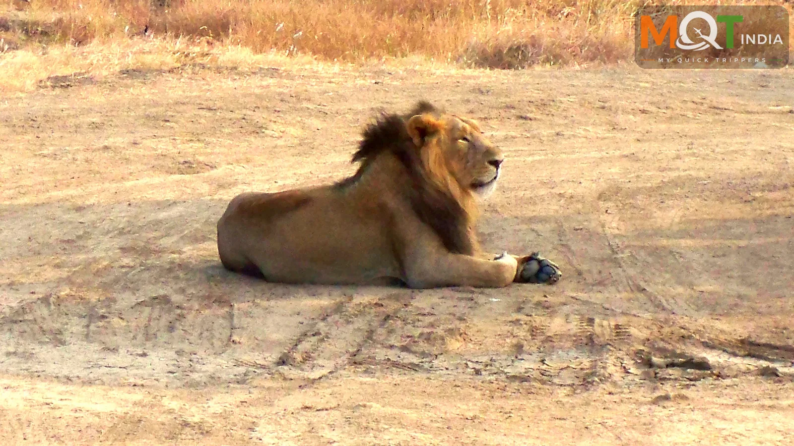 Wildlife Safari Tour in Gujarat