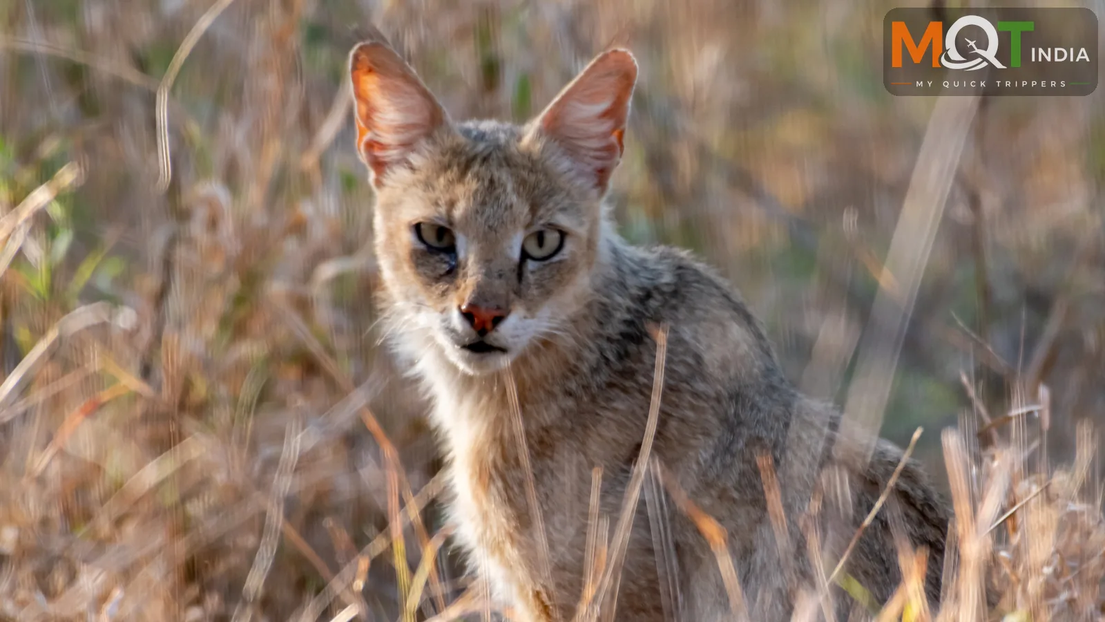 Rajasthan Wildlife Tour Package