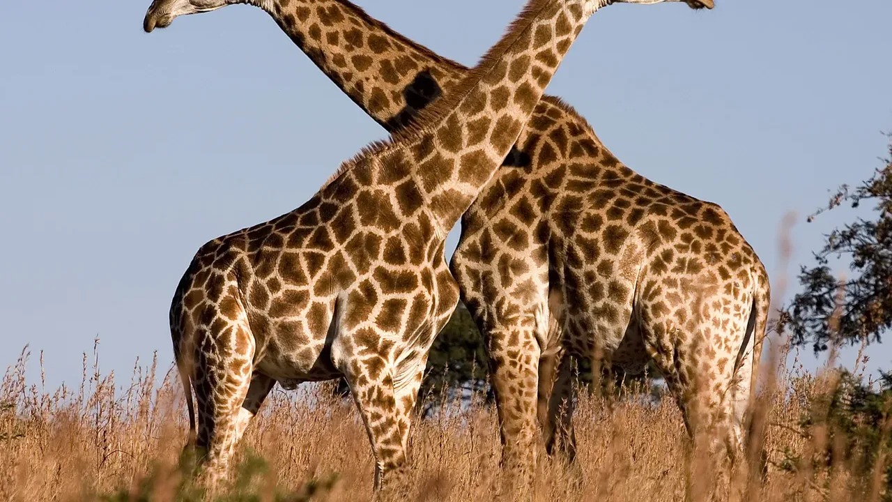 South Africa Tour Packages tour experience