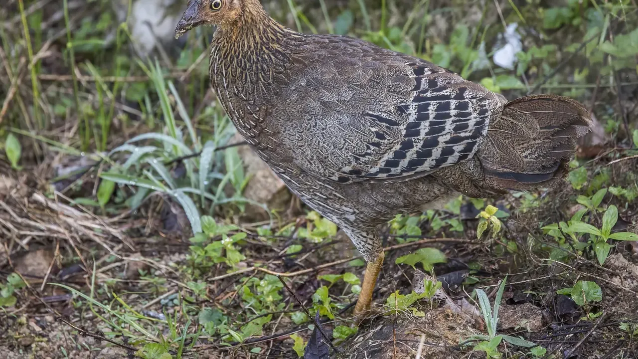 Sri Lanka
