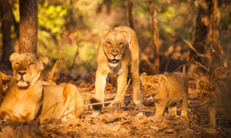 Wildlife Safari Tour in Gujarat