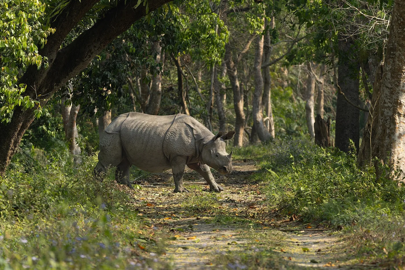 Assam Meghalaya Arunachal Pradesh Tour