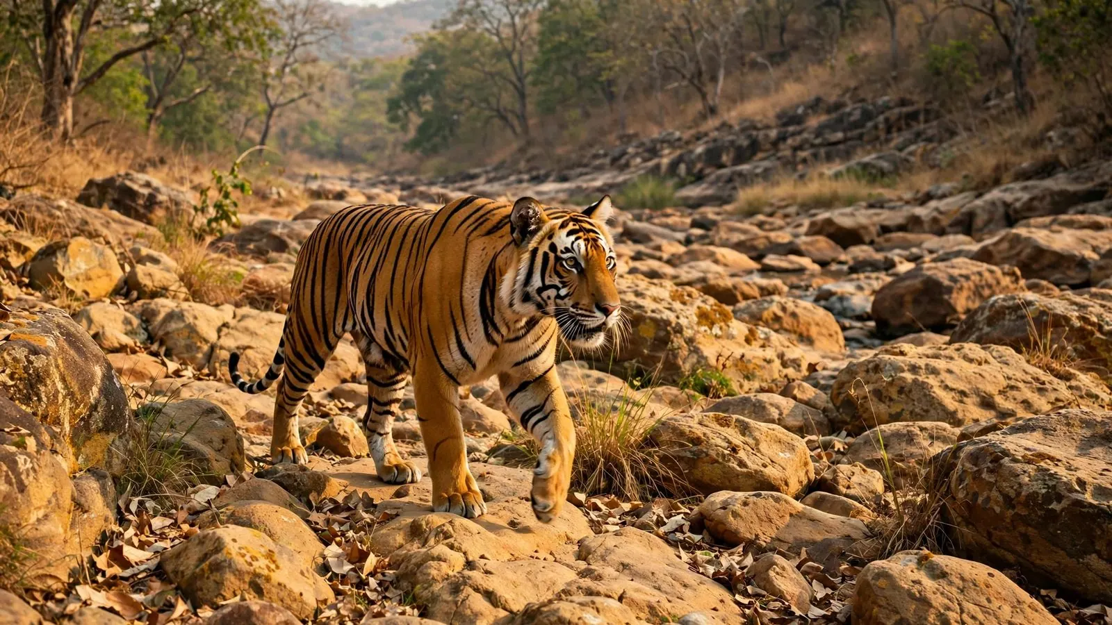 India Wildlife