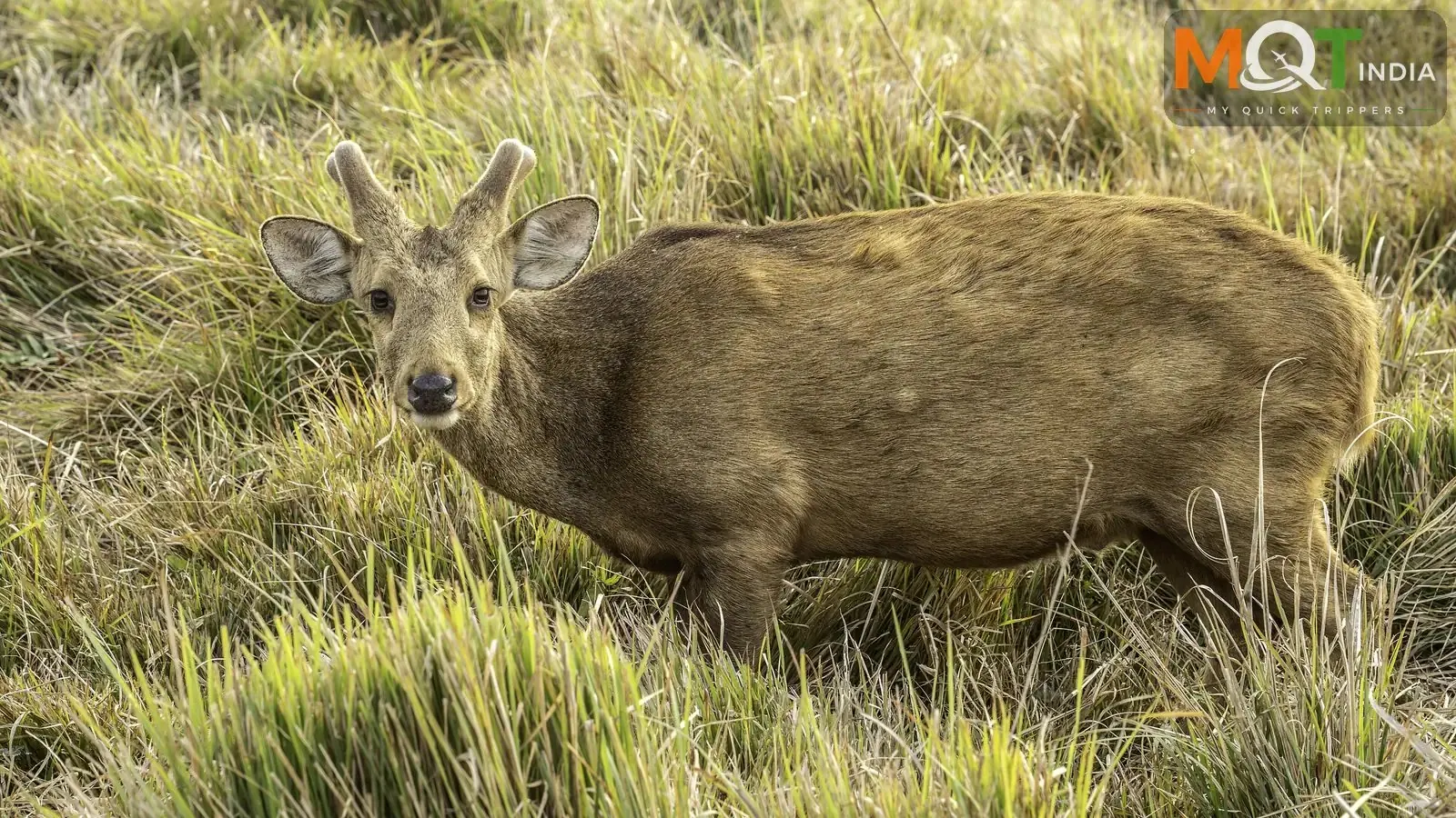 9 Interesting Facts About Kaziranga National Park
