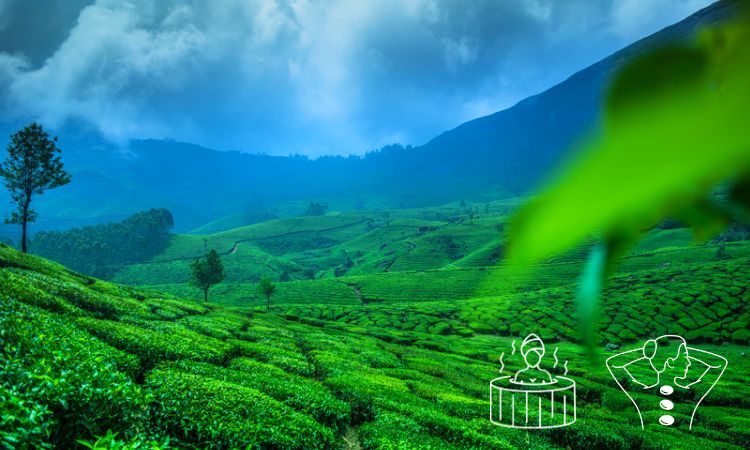Ayurveda Wellness