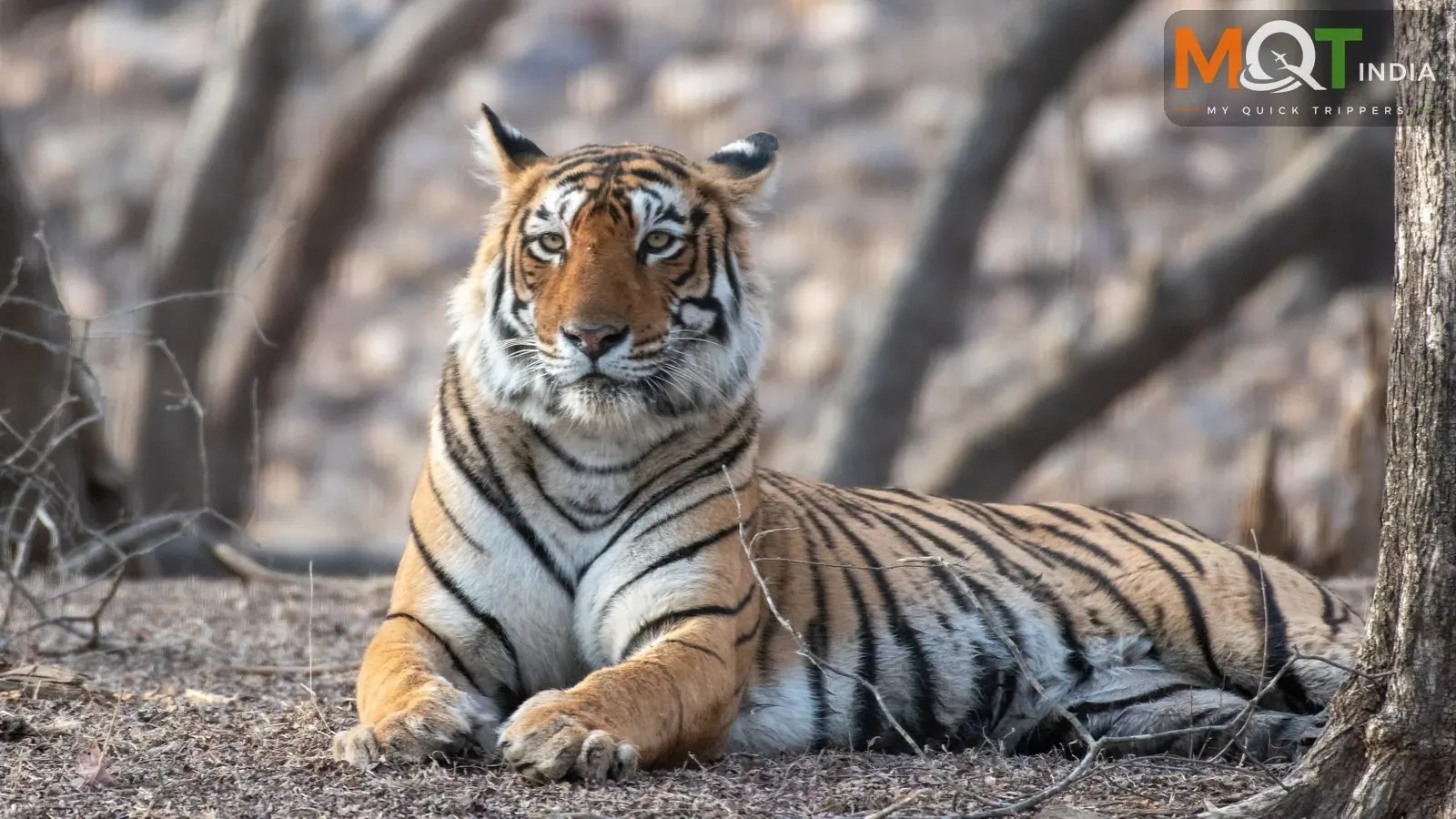 10 National Parks in Rajasthan | Wildlife & Safari Guide