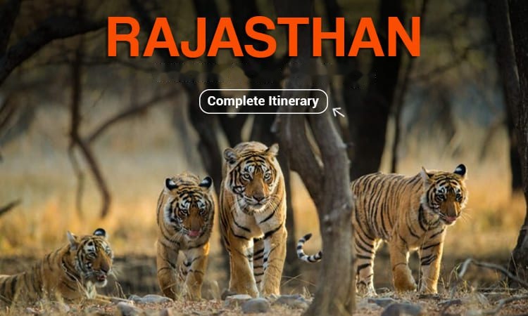 Rajasthan Wildlife Tour Package