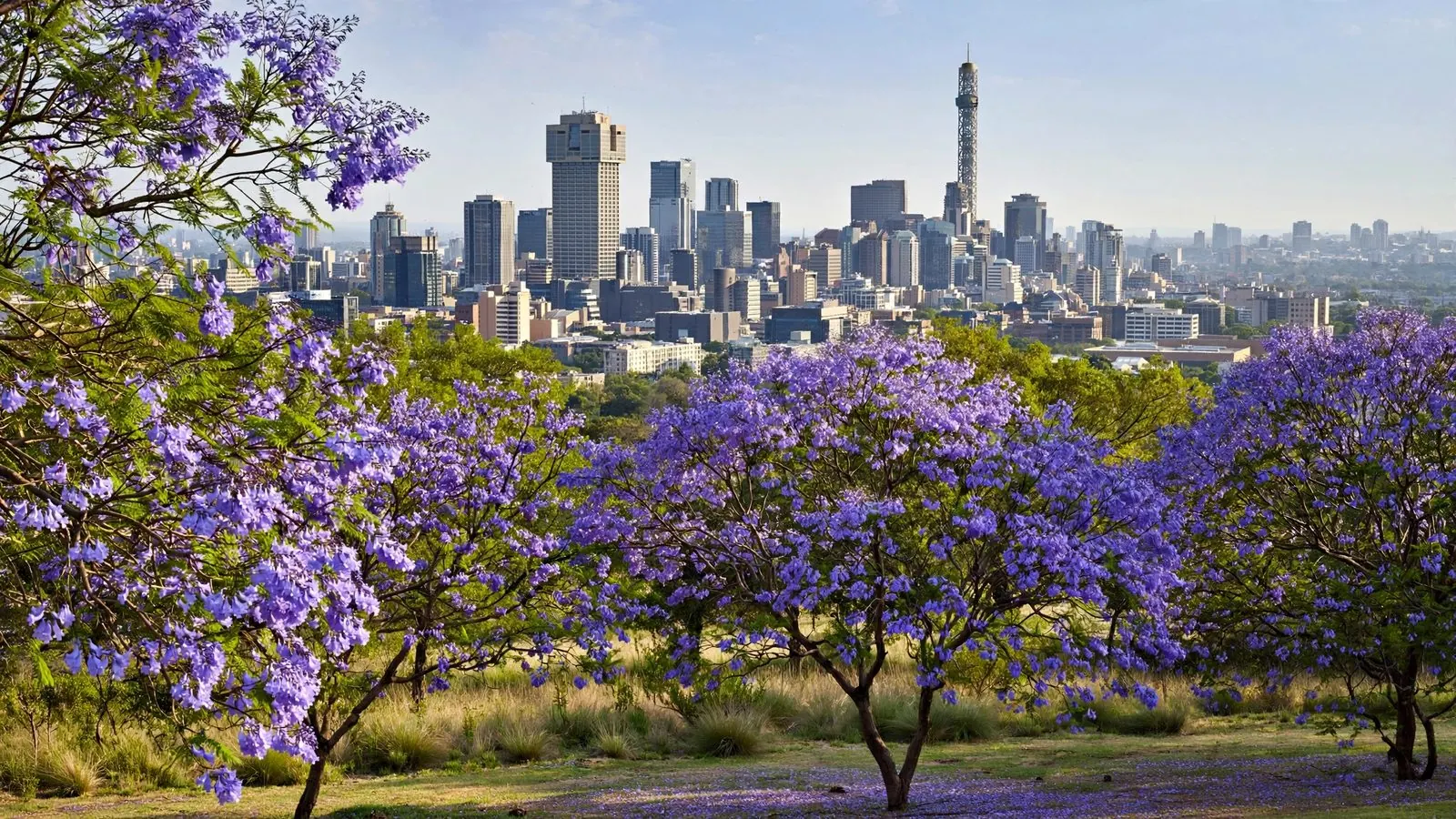 Gauteng